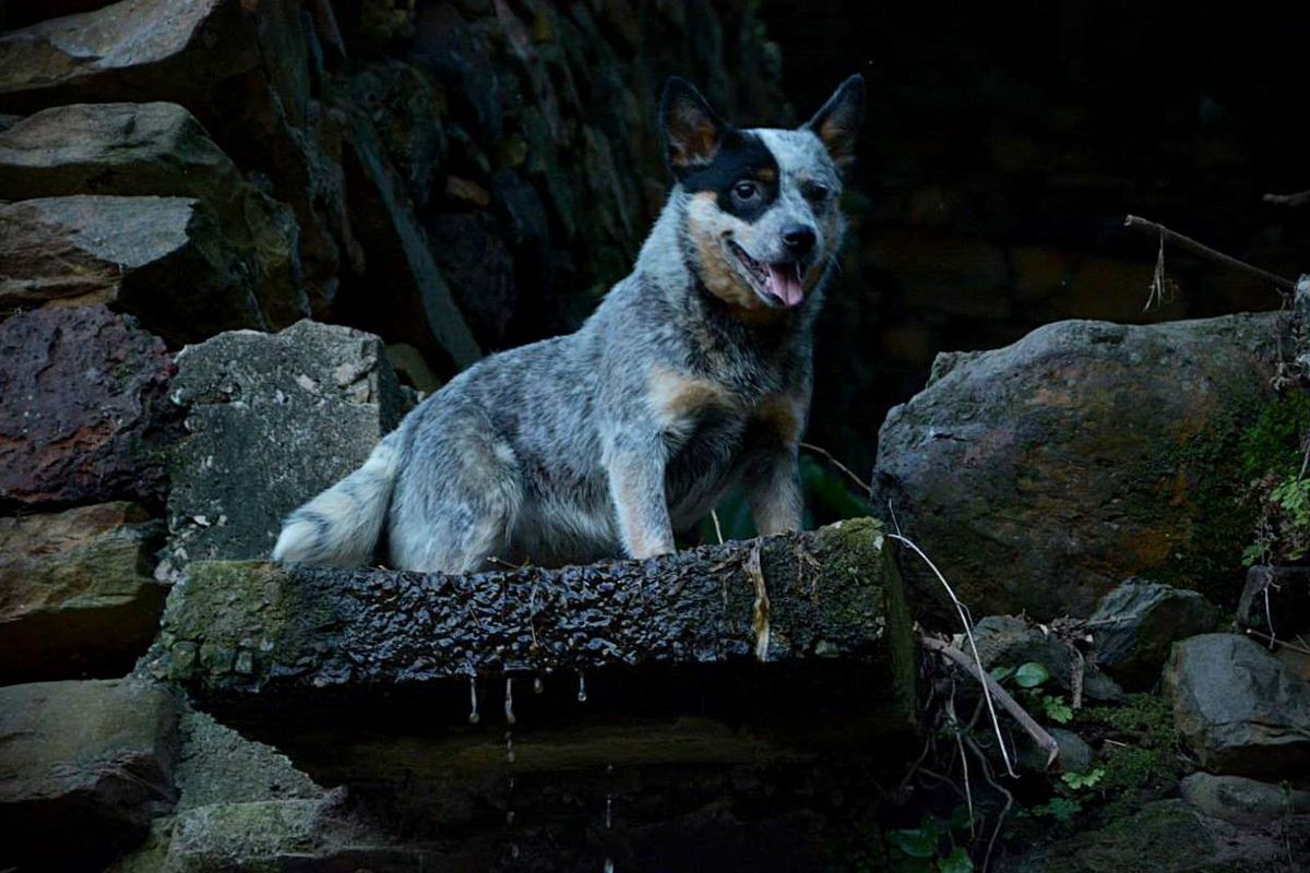 QUALITY HEELER'S SAMMY | Australian Cattle Dog 