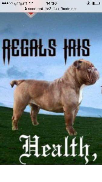 Regals Iris | Olde English Bulldogge 