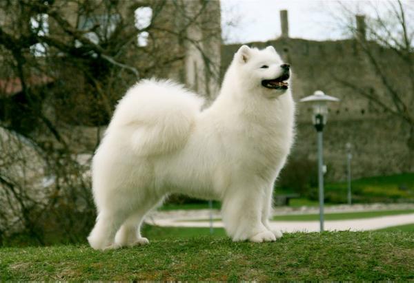 Pilgrimage Snowball | Samoyed 