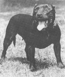 Nineacre Black Magic | Staffordshire Bull Terrier 