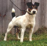 Pleasant valley Pistol | Parson Russell Terrier 