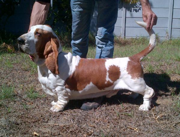 Tidalwaves Glengariff | Basset Hound 