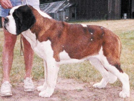 Snowsage Rasputin Van Rijn | Saint Bernard 