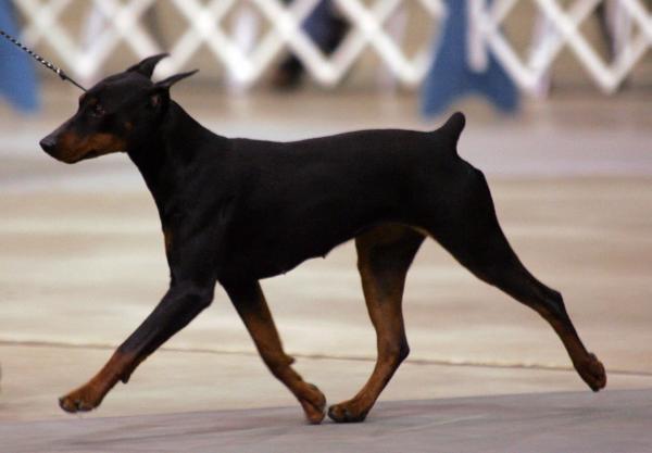 Nevars unmentionables at Temerity | German Pinscher 