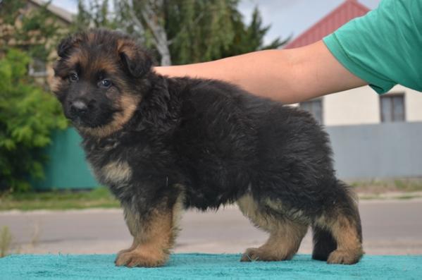 HALK Forward Ukraine | German Shepherd Dog 