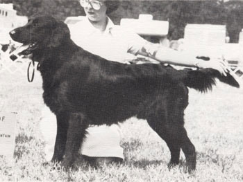 Torwood Peerless | Flat-Coated Retriever 