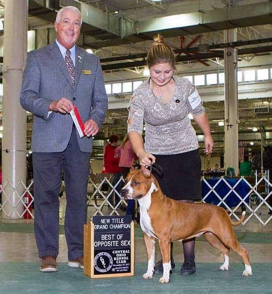 Dickies Good Luck Charm | American Staffordshire Terrier 