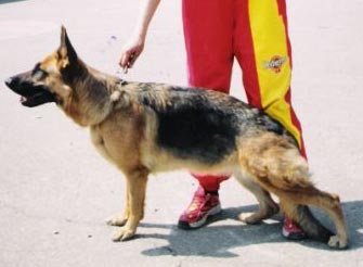 Satellite Rus Alexander | German Shepherd Dog 