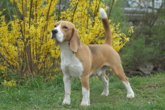 Like Brown Velvet von der Thurnmühle | Beagle 