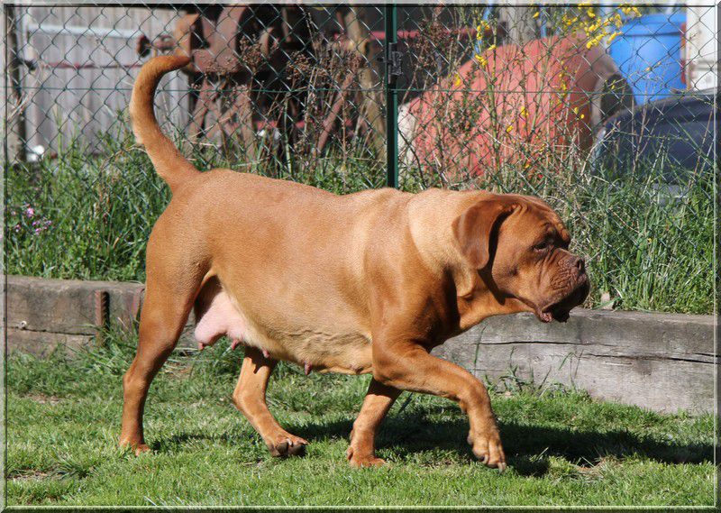 Chien Douceur Carline | Dogue de Bordeaux 