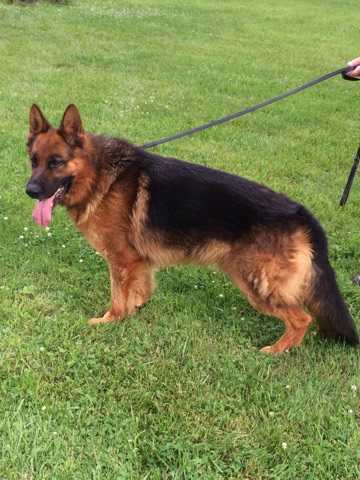 Baron Kumpf Von Lotta | German Shepherd Dog 