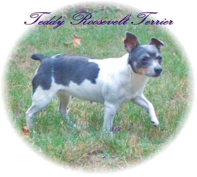 Texas True Blue Dutchess NB | Teddy Roosevelt Terrier 