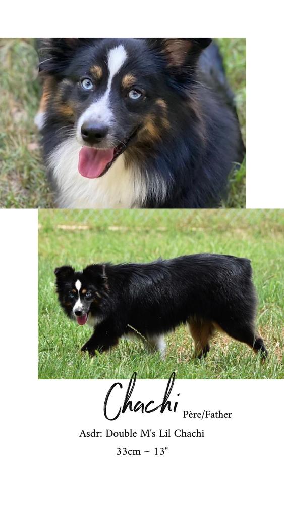 Double M's Lil Chachi | Australian Shepherd 
