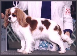 Sheeba Gypsy Rose | Cavalier King Charles Spaniel 