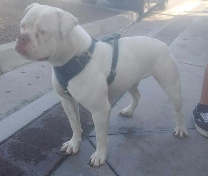 Finnerans Karma | American Bulldog 