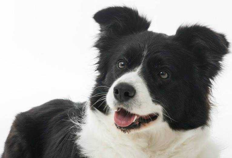 Keyword de los Trastolillos | Border Collie 