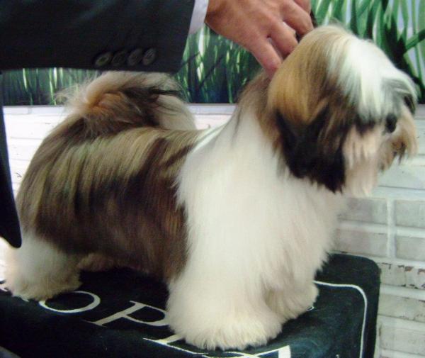 Rmoretto cane lyoto machida | Lhasa Apso 