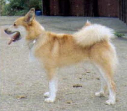 Fjalla- Breki | Icelandic Sheepdog 