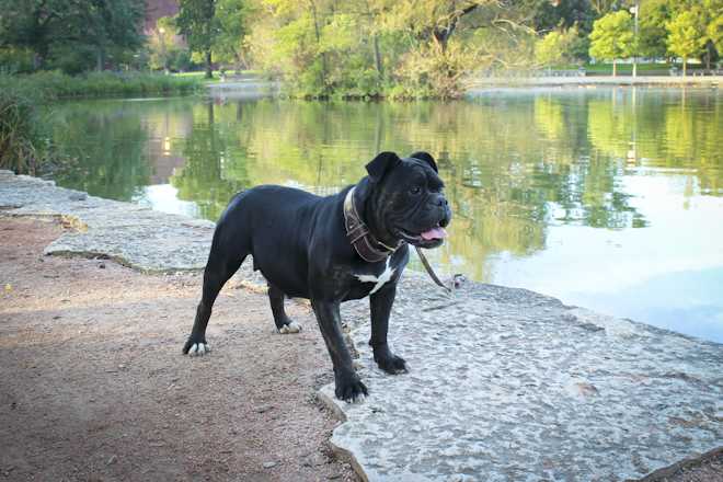 Vega's Nala | Olde English Bulldogge 