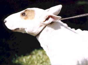 Saltair florida girl | Bull Terrier 