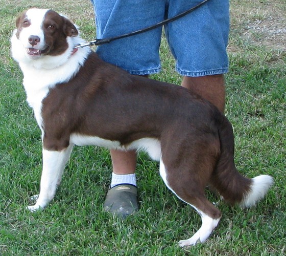 L-RiderReuben ABC 286114 | Border Collie 