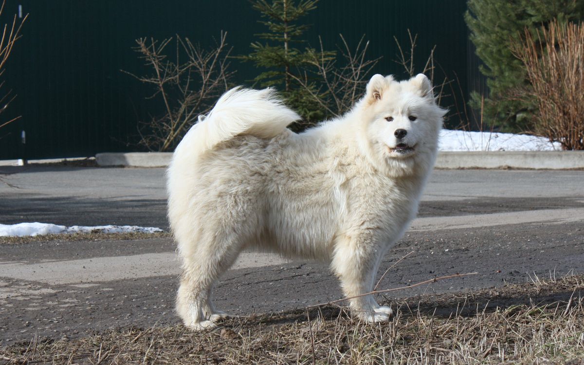 Terra Winners Kandy | Samoyed 