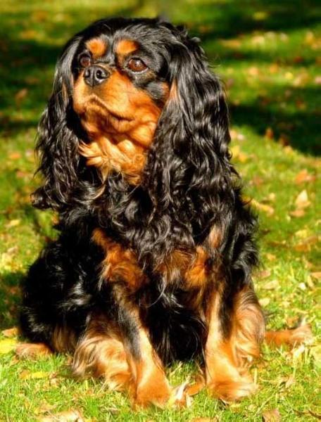 Crumley's Sir Remington Of Clermont | Cavalier King Charles Spaniel 