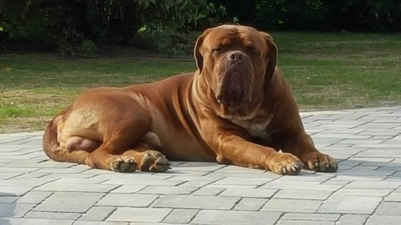 Agramer Bordog Yukon Bear | Dogue de Bordeaux 