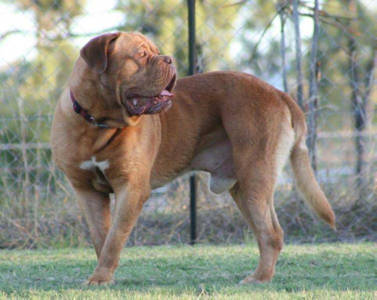 Amedange Sugar For My Honey | Dogue de Bordeaux 