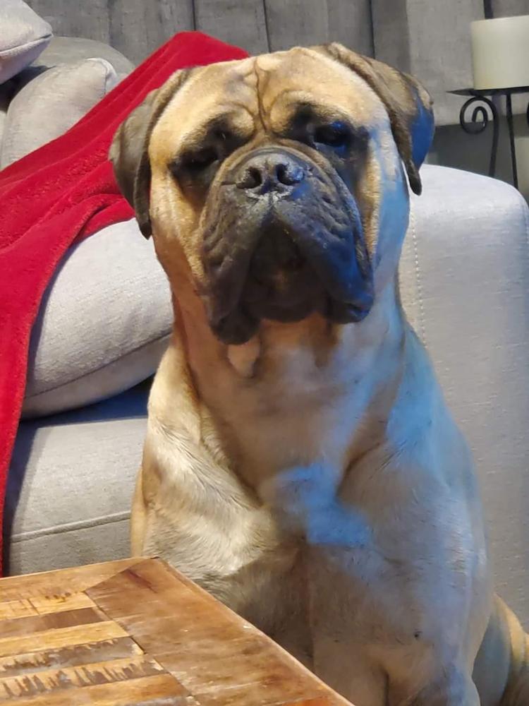 YUVENTUS | Bullmastiff 