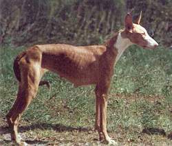 Antietam Amberlithe Nubia | Ibizan Hound 