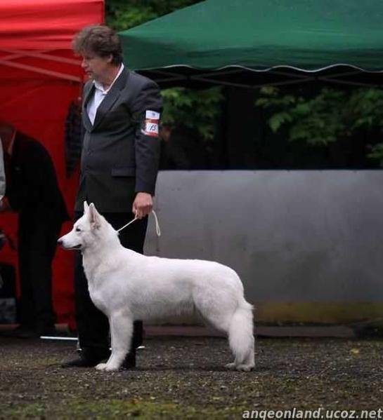 Amado | White Swiss Shepherd Dog 