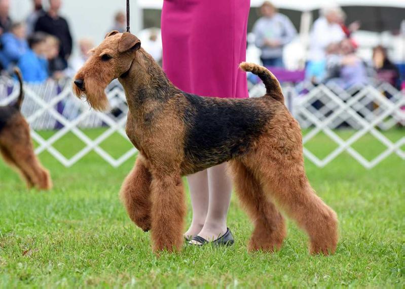 Joval Angel's Glory | Airedale Terrier 
