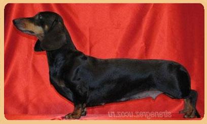 Virtualnaja Realnost iz Strani Grez | Dachshund 