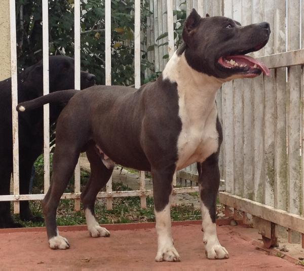 Hummer Imperial Terriers | American Staffordshire Terrier 
