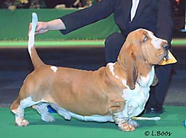 swede sun's konraid | Basset Hound 