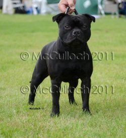 Kannechor Vincit Omnia | Staffordshire Bull Terrier 