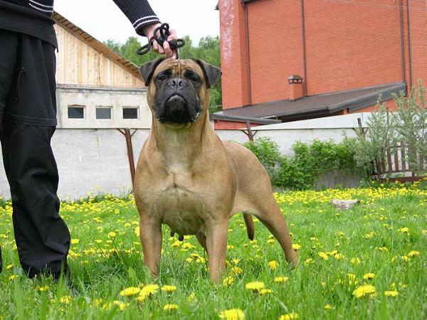 ISPAHAN | Bullmastiff 