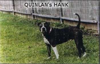 Quinlan's Hank | Olde English Bulldogge 