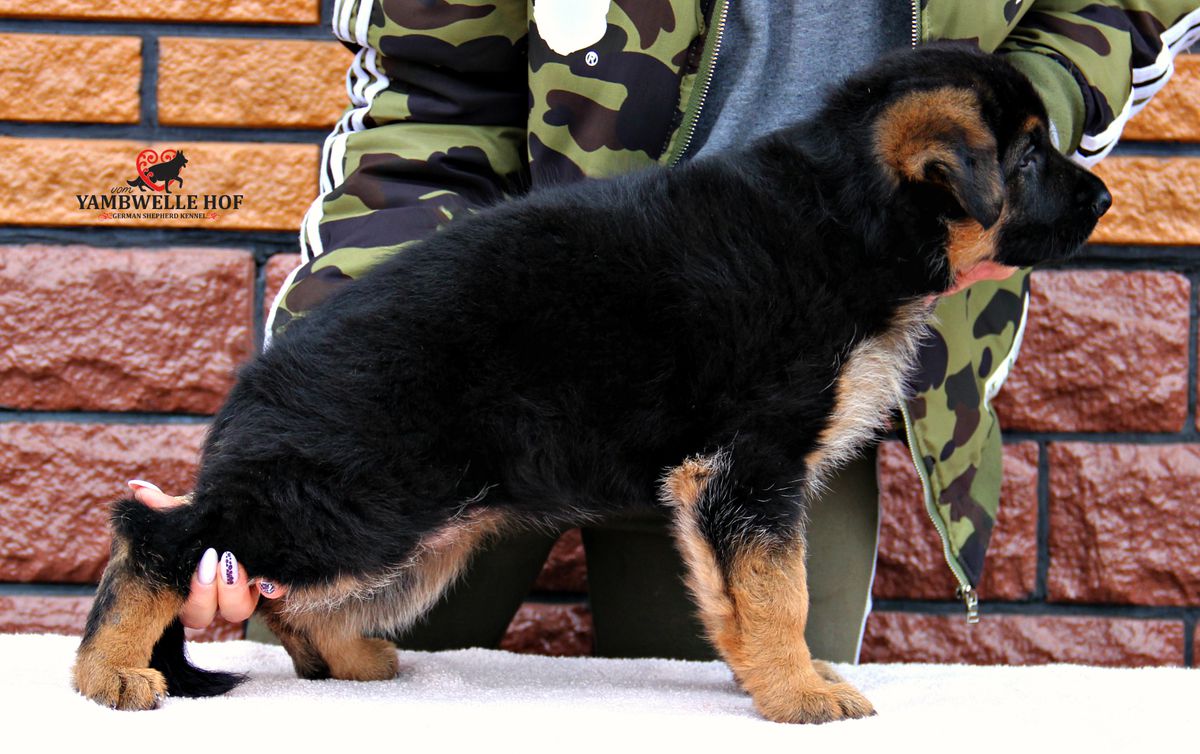 Xsiana vom Yambwelle Hof | German Shepherd Dog 