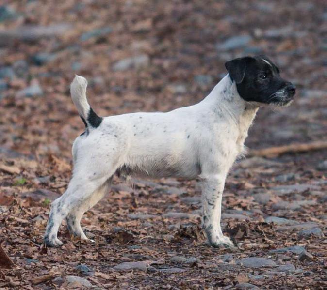 Fleet Street Todd | Jack Russell Terrier 