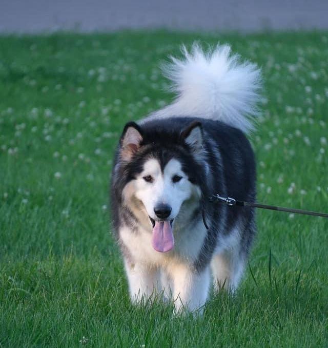 Amelhuk Galaxy Midnight Star | Alaskan Malamute 