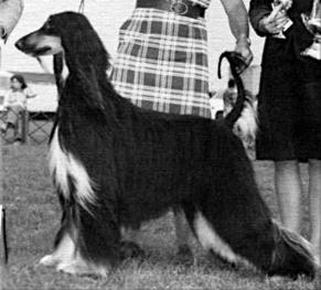 Jamica's Rani Fafnir | Afghan Hound 