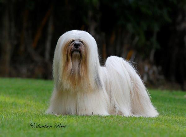 Medoc Proudly Present | Lhasa Apso 