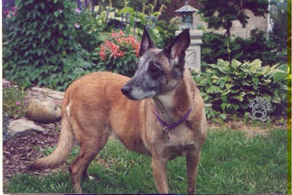 Cora von Lowenfels | Belgian Malinois 