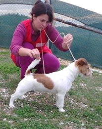 ROYAL DI SAN RUFFINO JACK YOLANDA | Jack Russell Terrier 