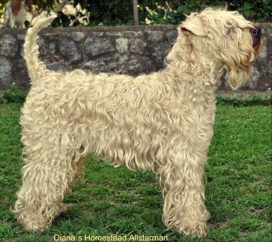 Diana`s Homestead Allstarman | Soft Coated Wheaten Terrier 