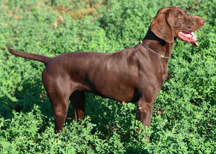 Dickie du Val de Ceze | German Shorthaired Pointer 