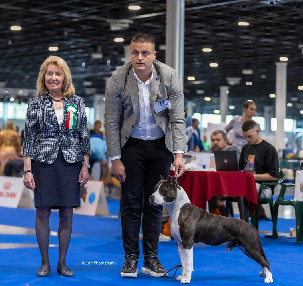 Master Royal Gold Line | American Staffordshire Terrier 