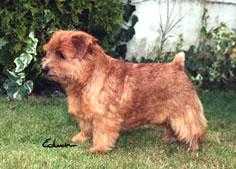 Kinsridge Wild Child | Norfolk Terrier 